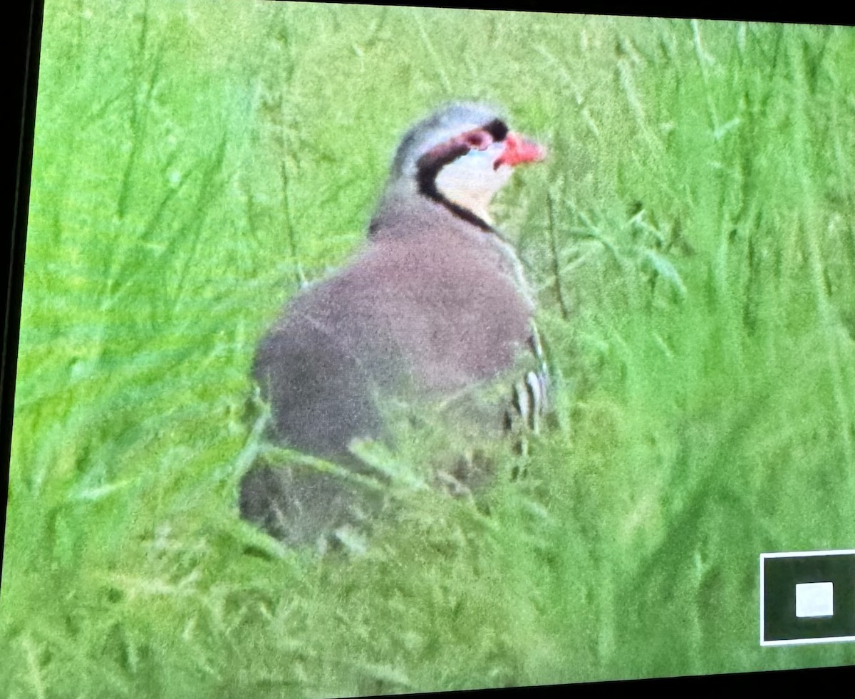 Chukar - ML620425249