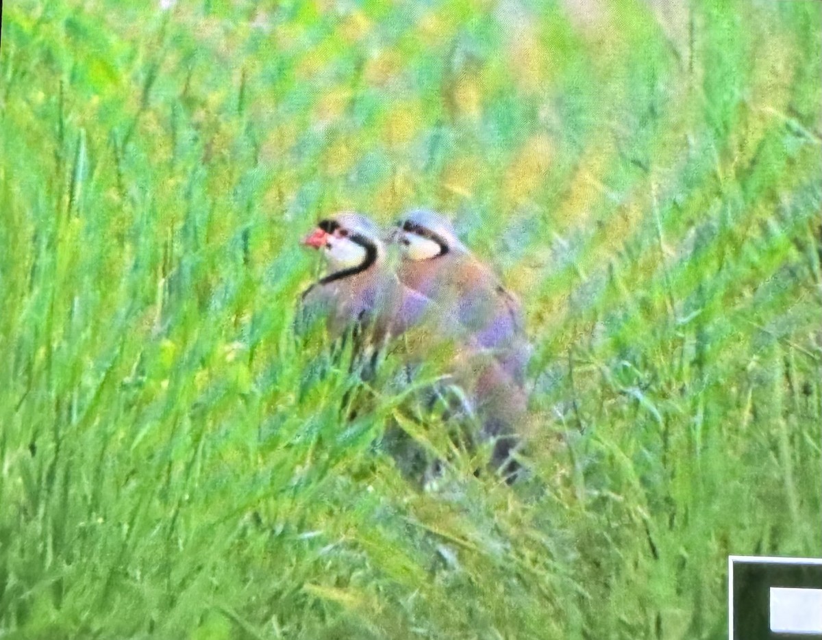 Chukar - ML620425250