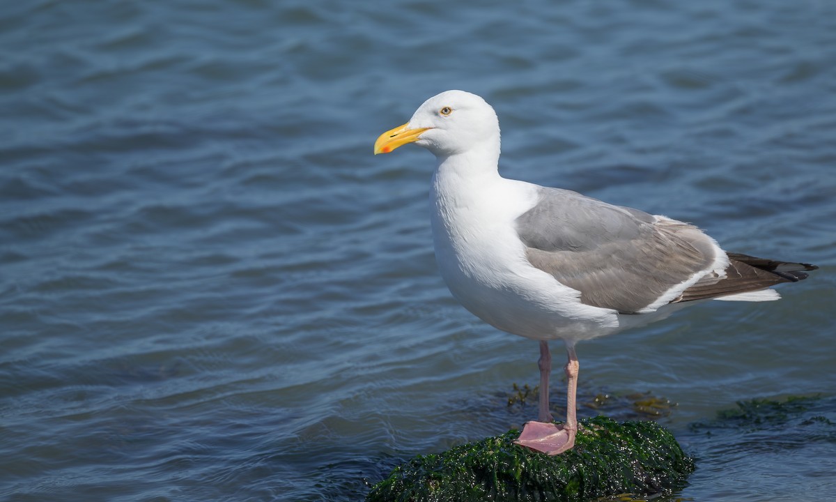 Western Gull - ML620425253