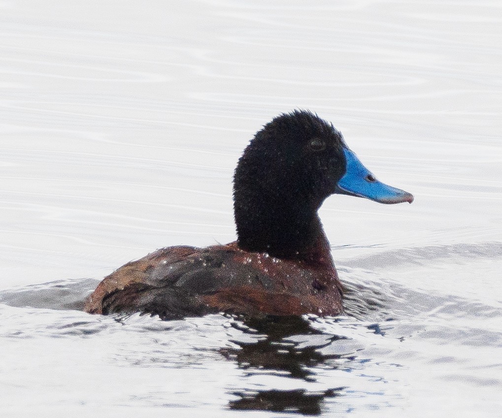 Blue-billed Duck - Belinda Baccarini