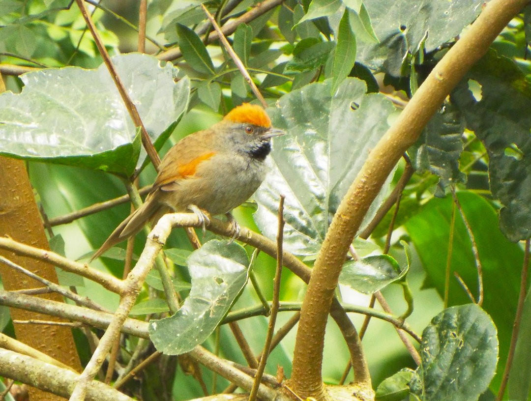 Spix's Spinetail - ML620425262