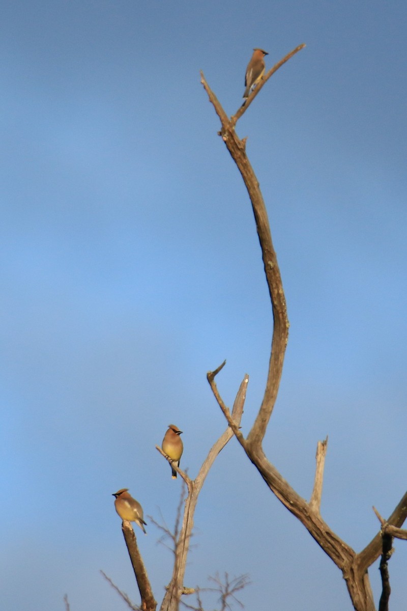 Cedar Waxwing - ML620425278