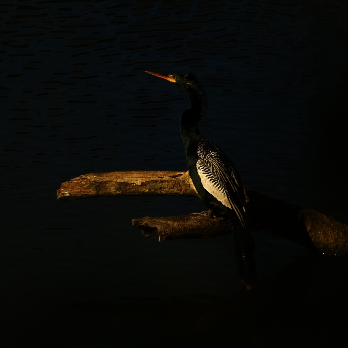 anhinga americká - ML620425280