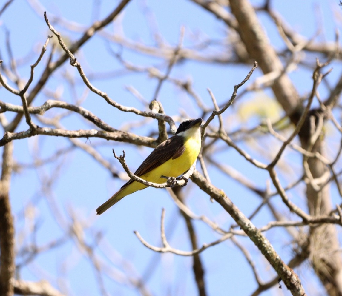 Boat-billed Flycatcher - ML620425283