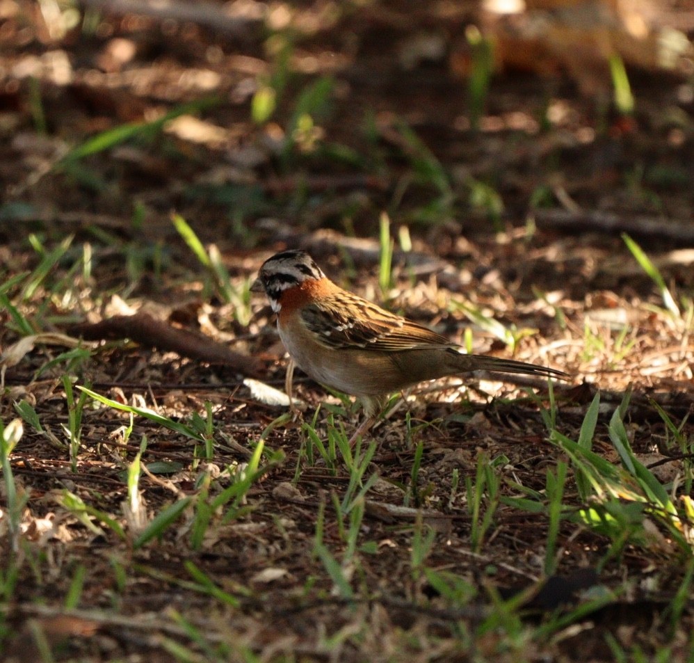 Rufous-collared Sparrow - ML620425291