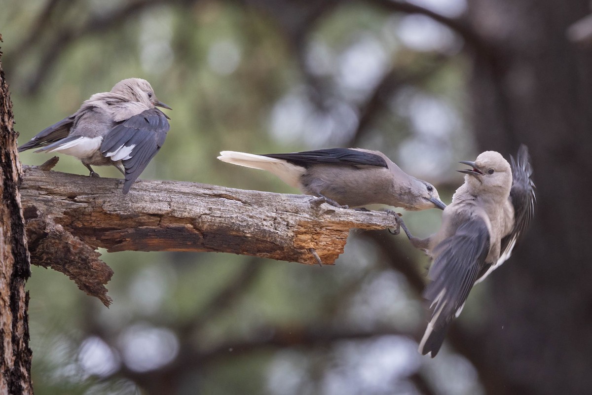 Clark's Nutcracker - ML620425297