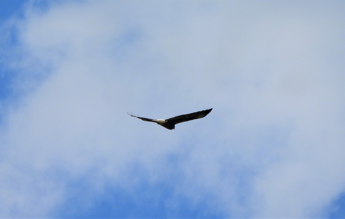 White-tailed Hawk - Teresita Varon