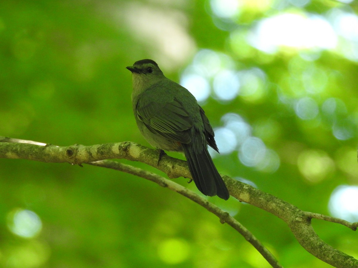 Gray Catbird - Russ Kopp