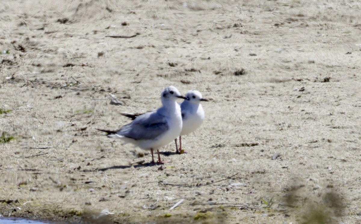 Mouette de Bonaparte - ML620425305