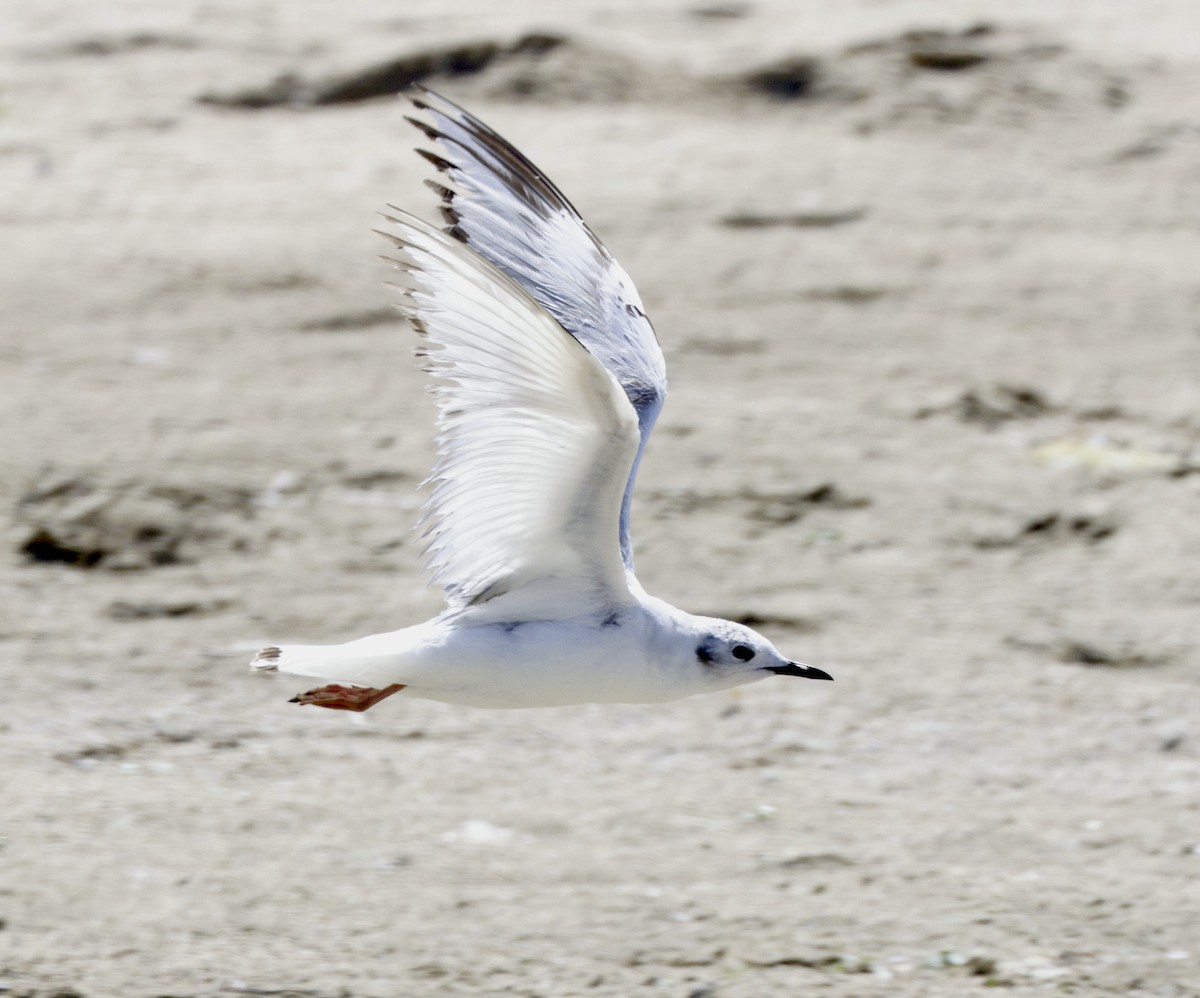 Bonaparte's Gull - ML620425307