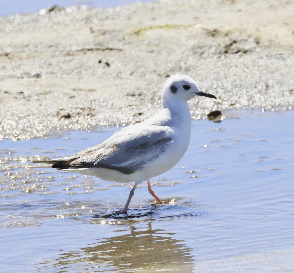 Mouette de Bonaparte - ML620425308