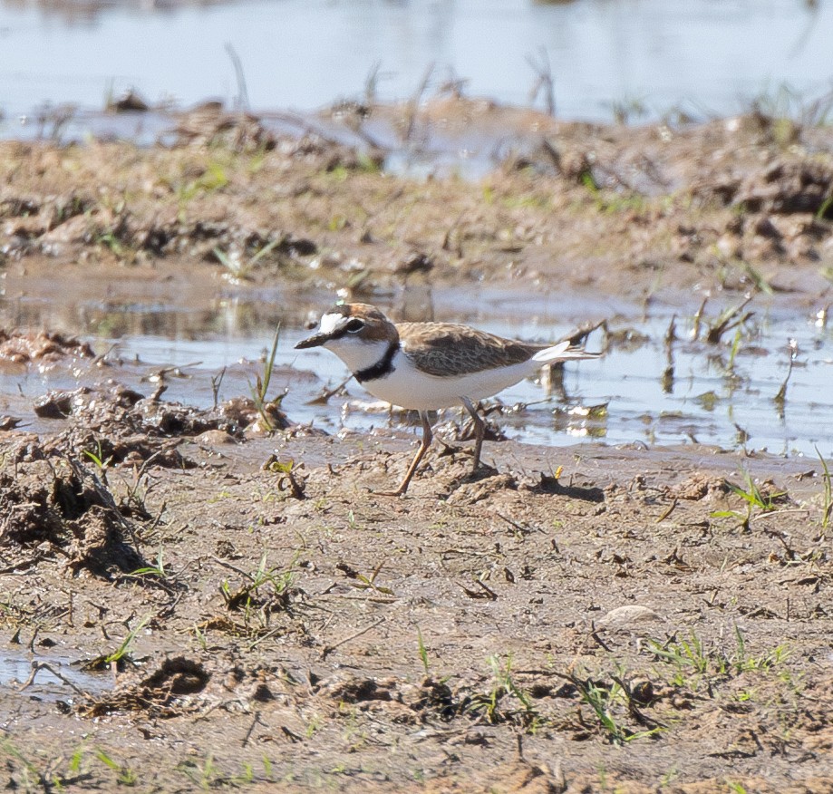 Collared Plover - ML620425317