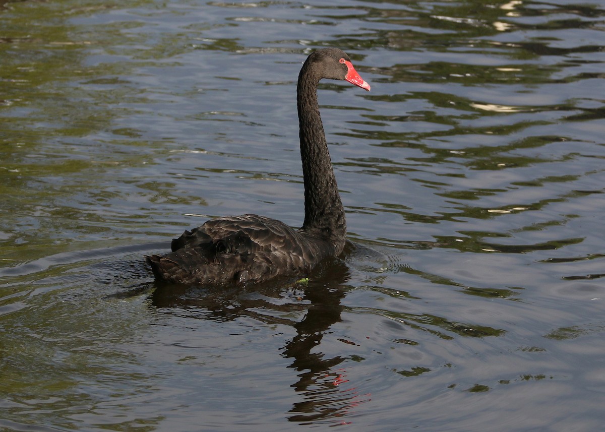 Black Swan - ML620425320