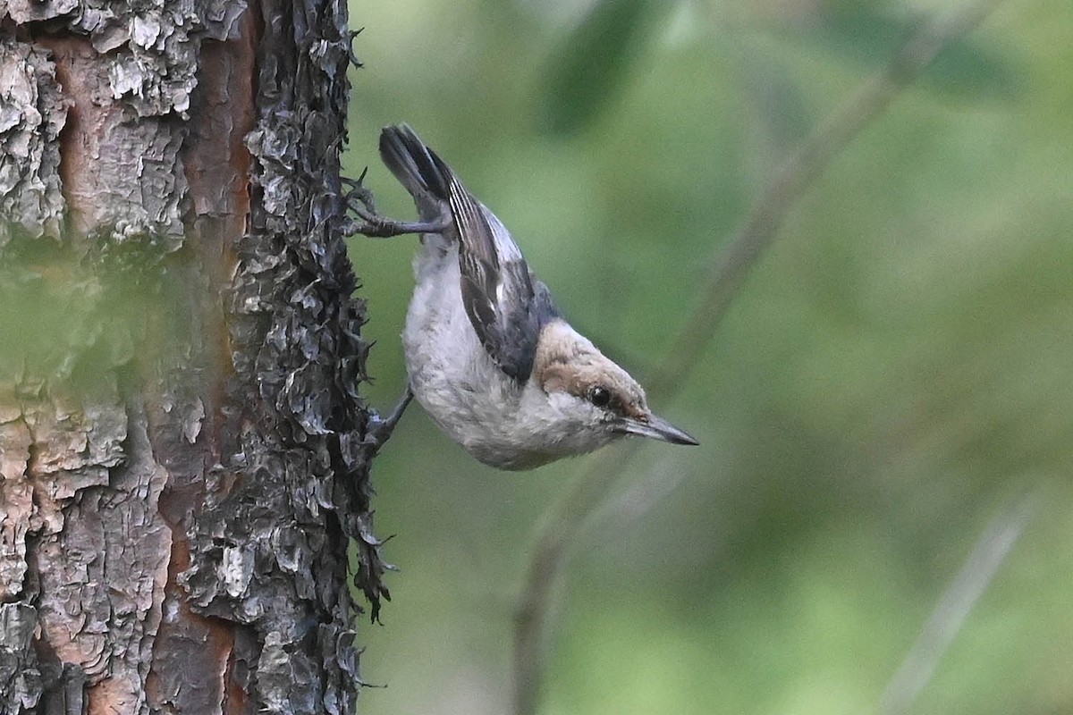 Brown-headed Nuthatch - Troy Hibbitts