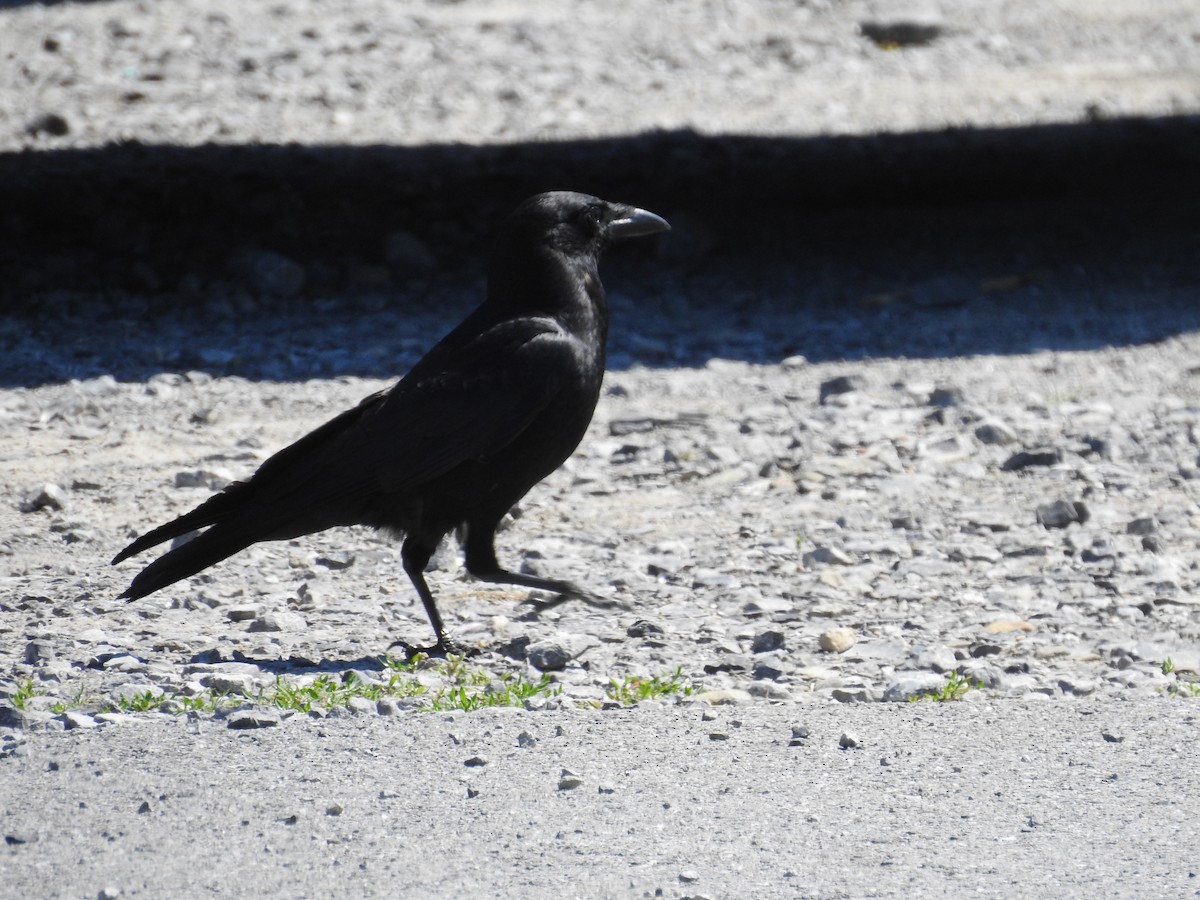 American Crow - ML620425339