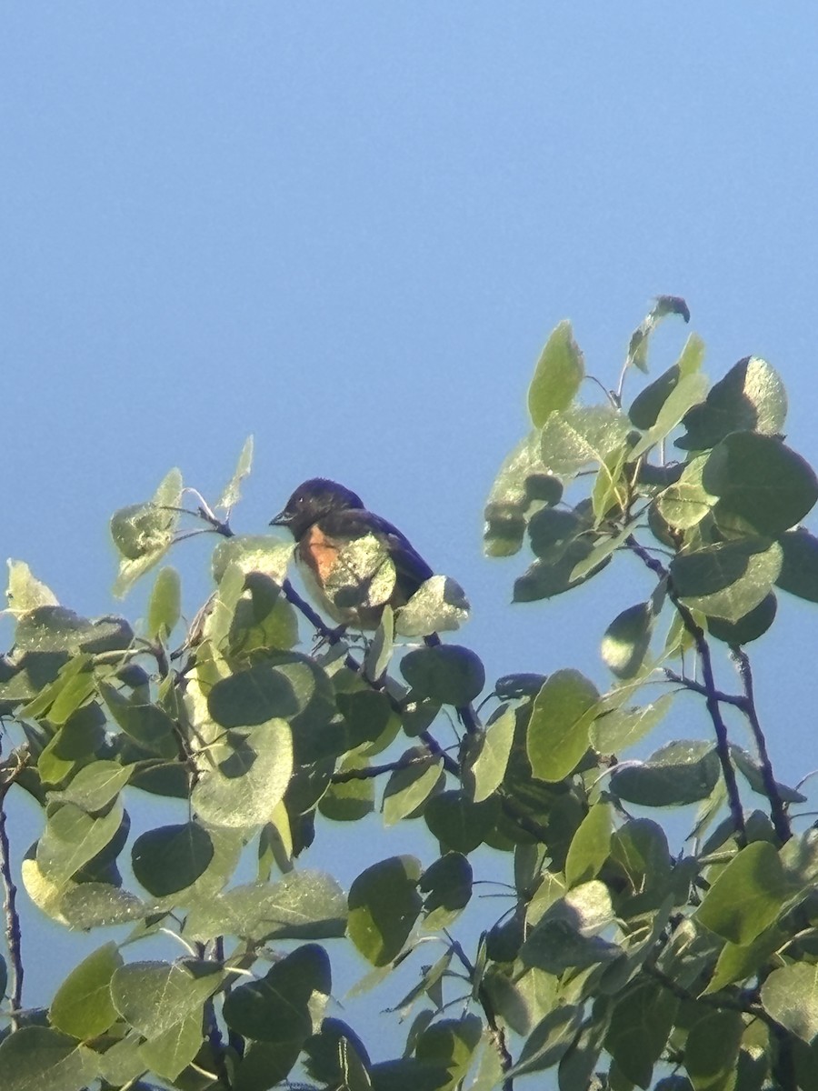 Eastern Towhee - ML620425342