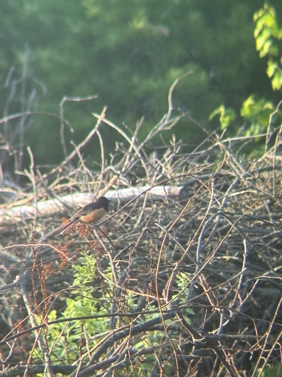 Eastern Towhee - ML620425344