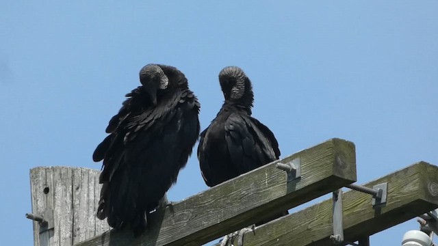 Black Vulture - ML620425347