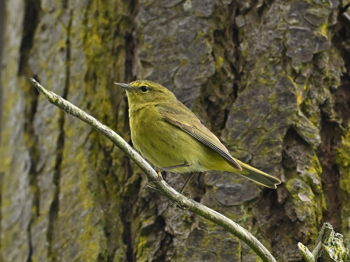 Orange-crowned Warbler - ML620425351