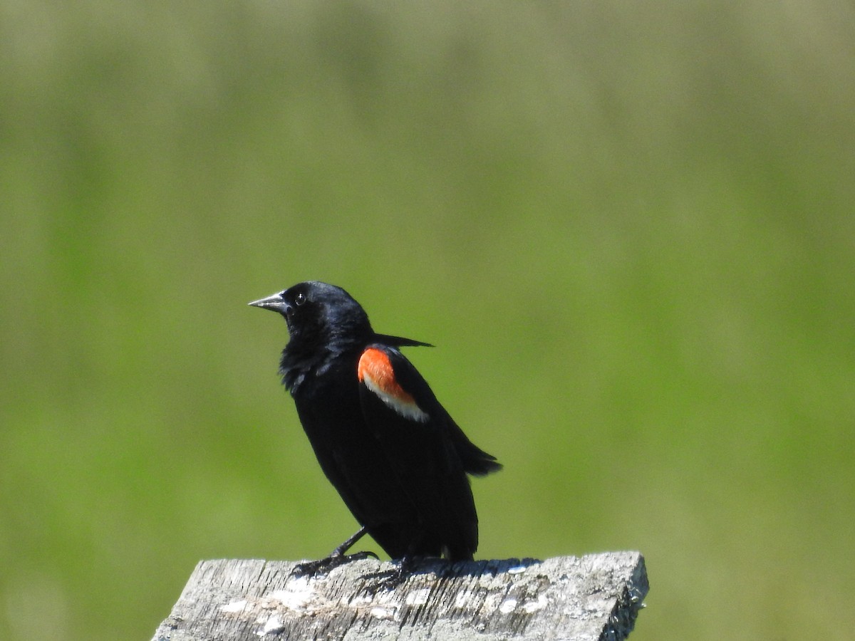 Red-winged Blackbird - ML620425353