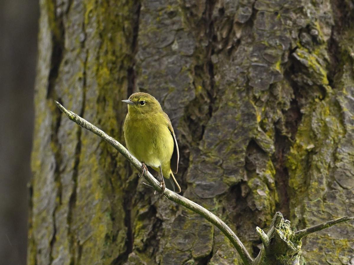 Orange-crowned Warbler - ML620425369