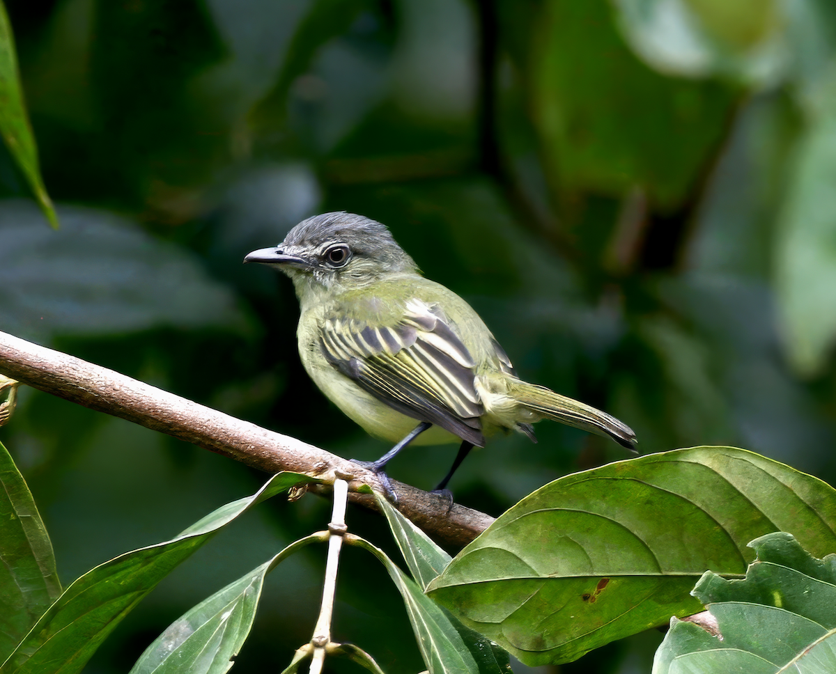 Gray-crowned Flatbill - ML620425378