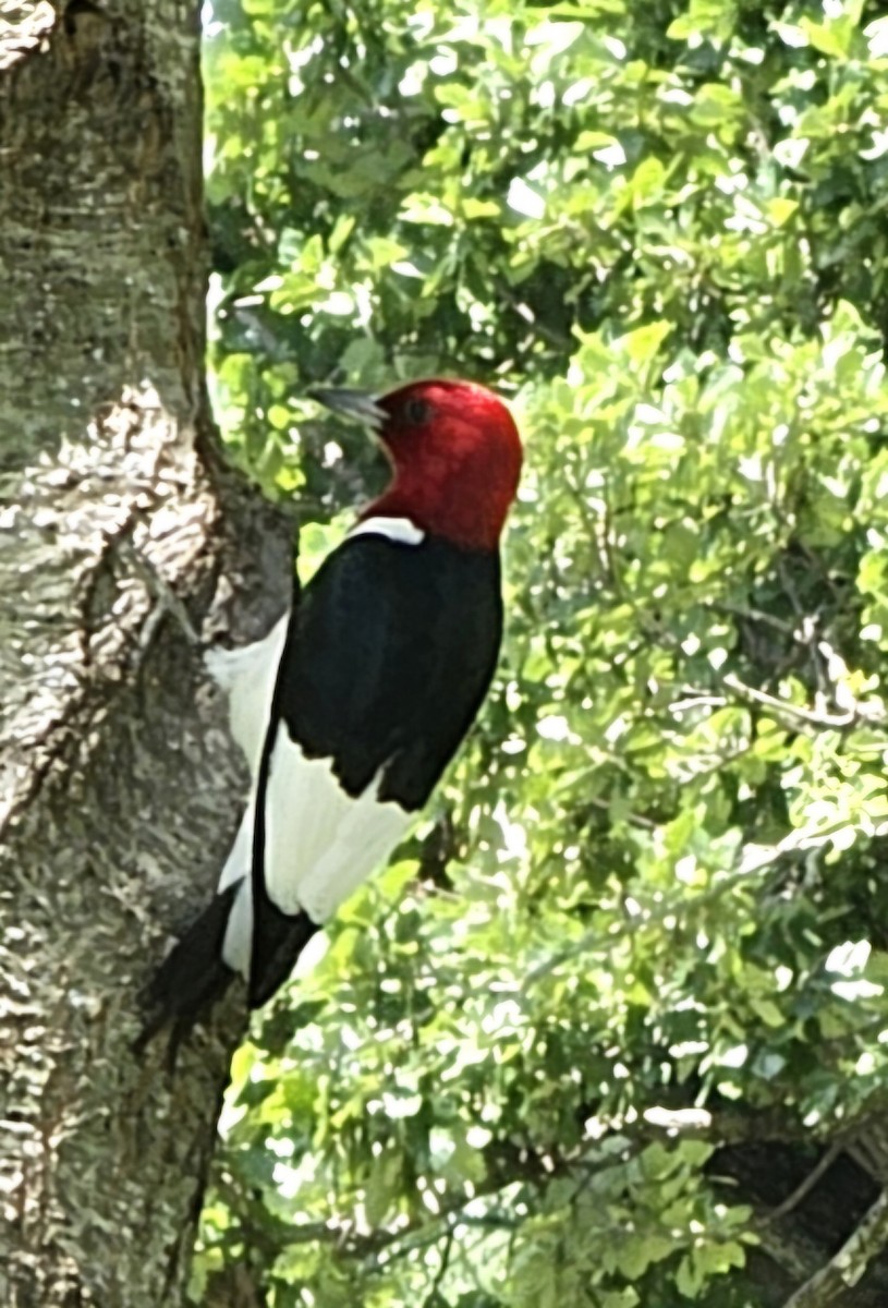 Red-headed Woodpecker - ML620425386