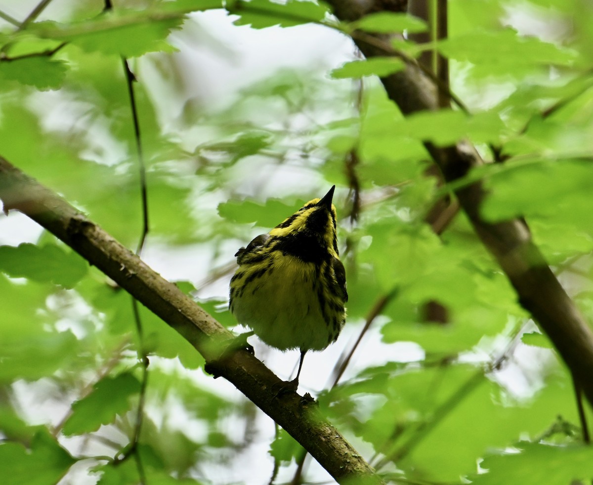 Townsend's Warbler - ML620425388