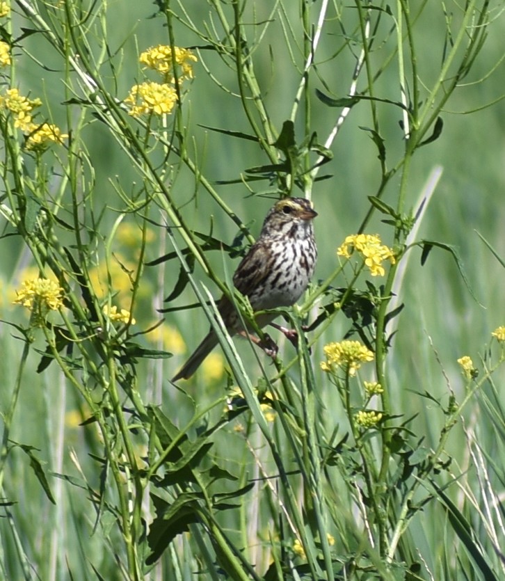 Savannah Sparrow - ML620425397