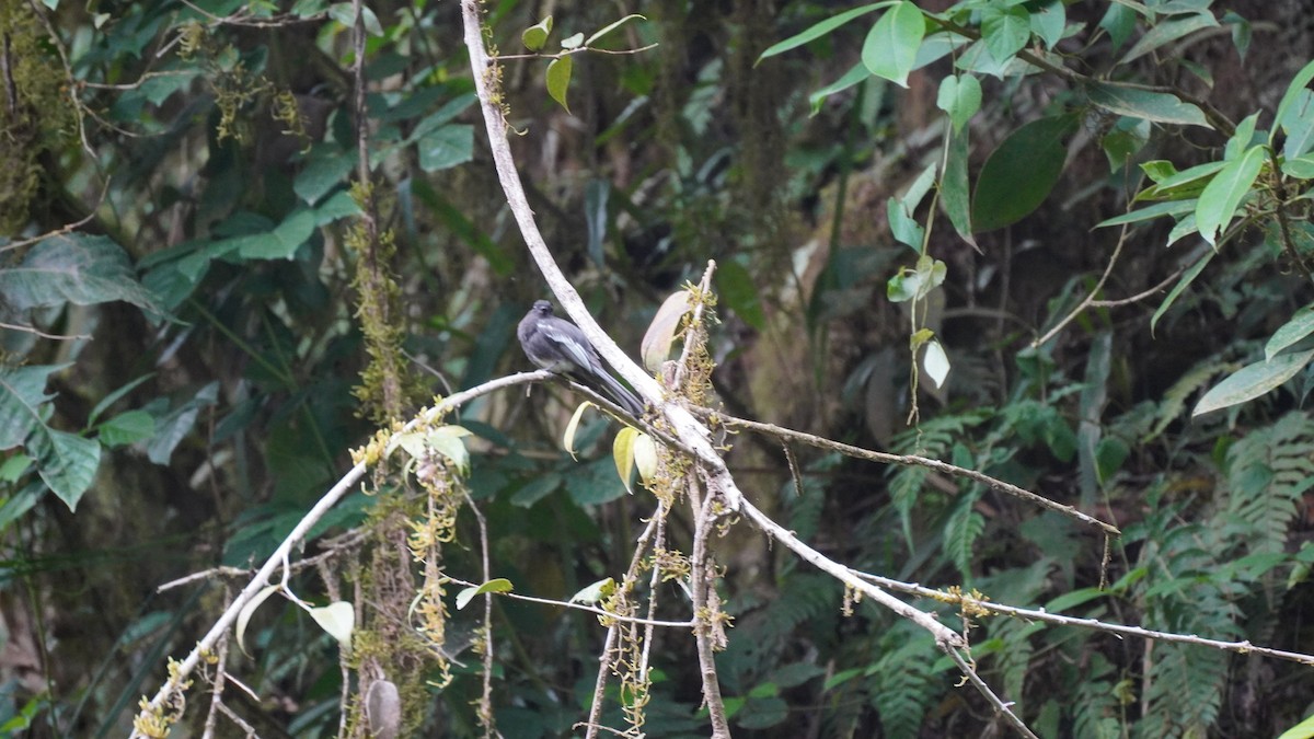 Black Phoebe - ML620425399