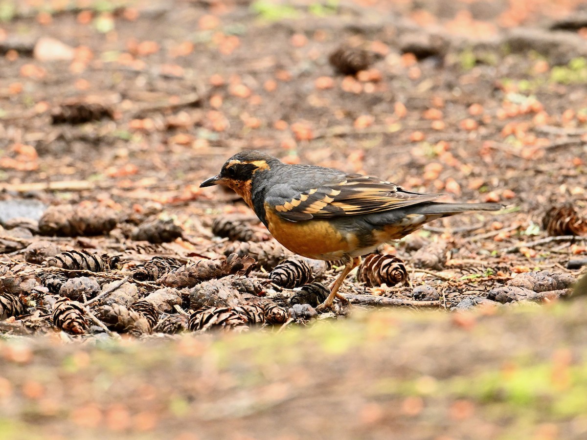 Varied Thrush - ML620425400