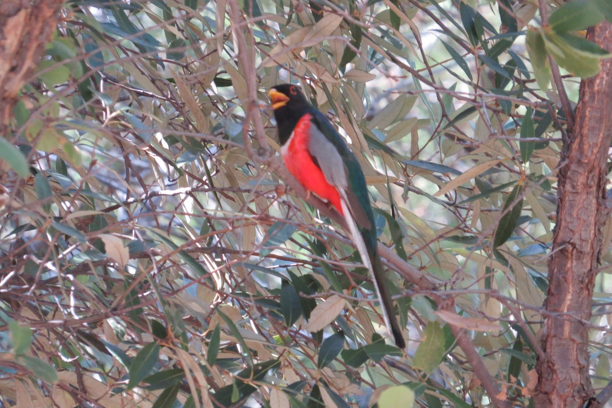 Elegant Trogon - ML620425402