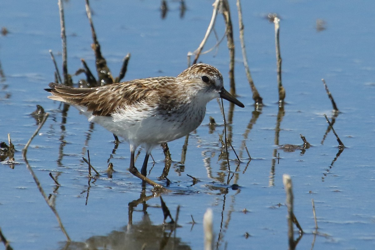 Semipalmated Sandpiper - ML620425408