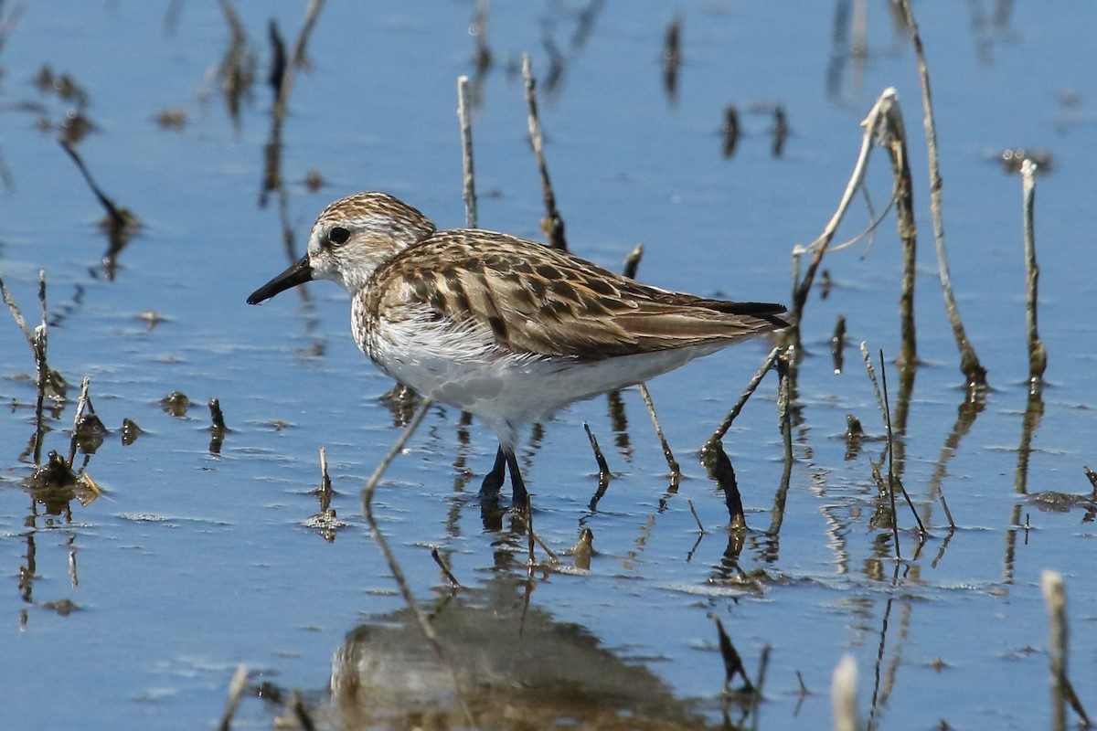 Semipalmated Sandpiper - ML620425412