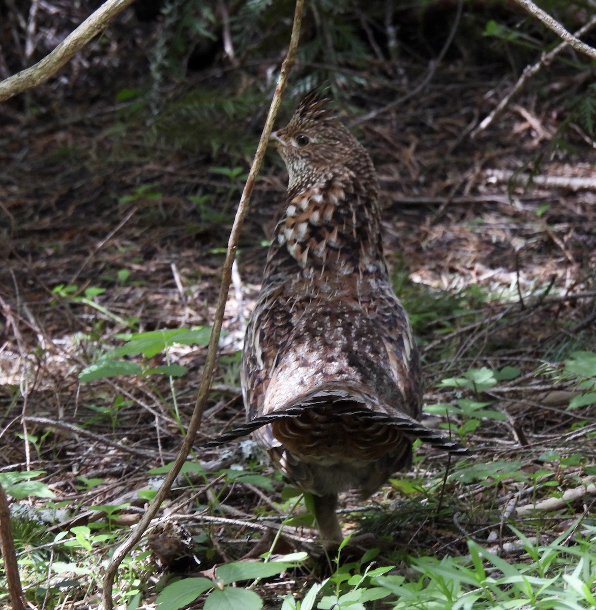 Ruffed Grouse - ML620425425