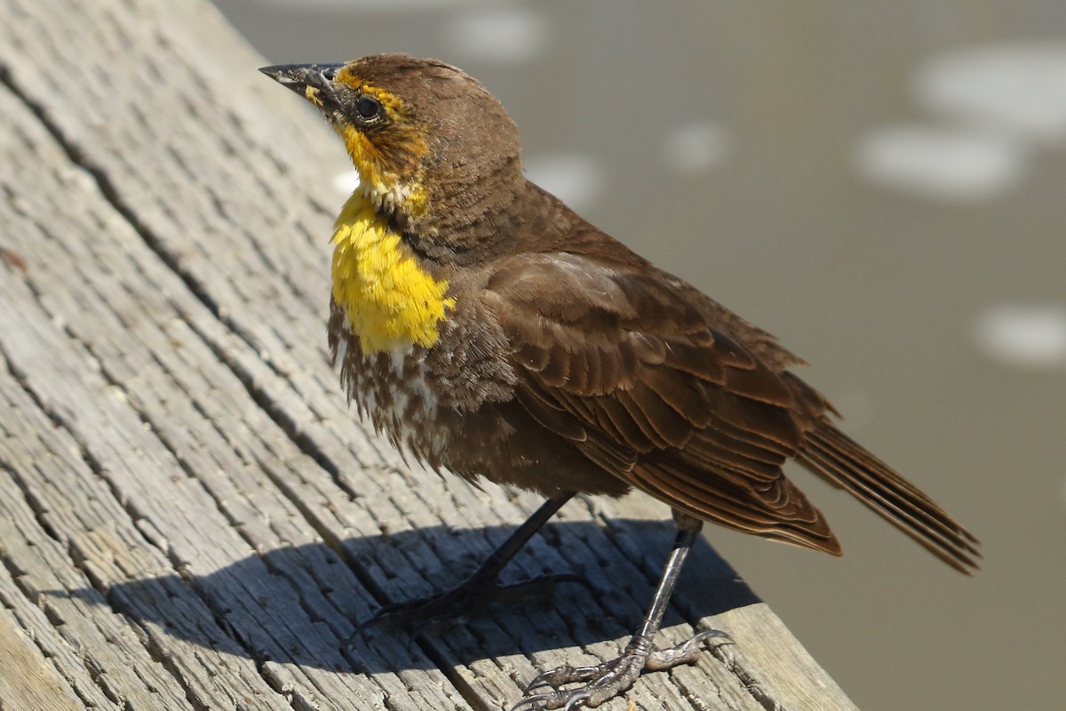 Yellow-headed Blackbird - ML620425426