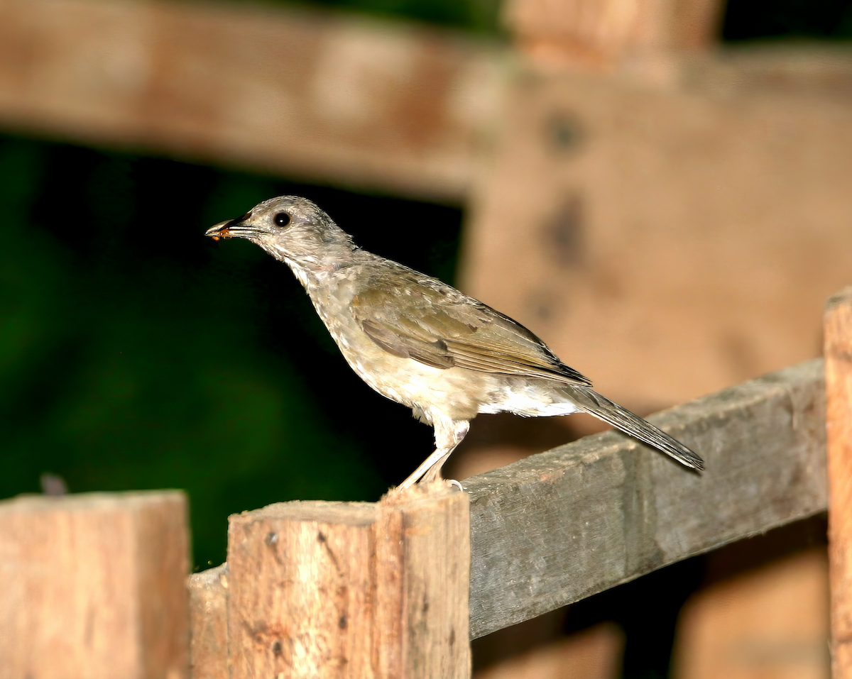 Pale-breasted Thrush - ML620425430