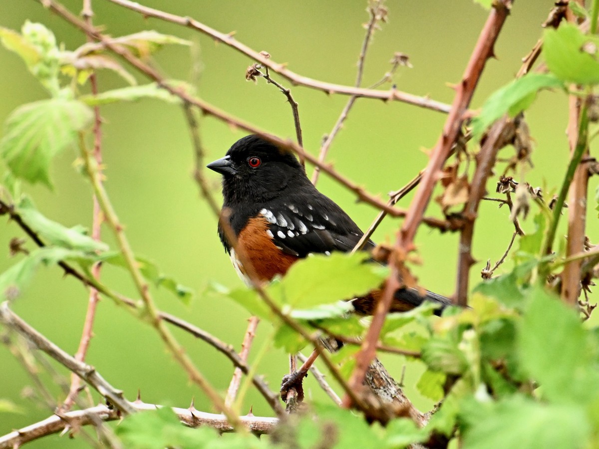 Spotted Towhee - Laurence Habenicht