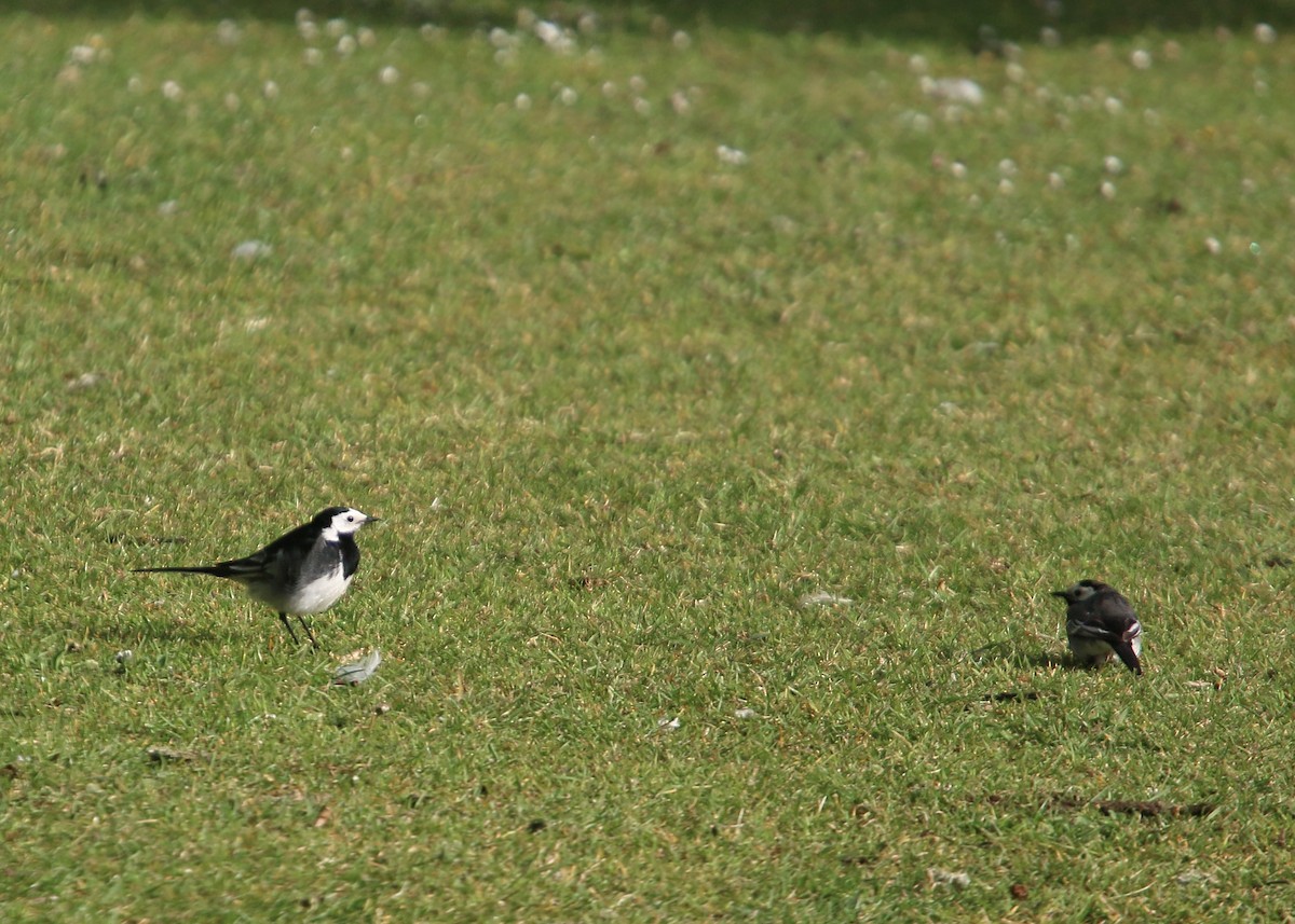 White Wagtail (British) - ML620425436