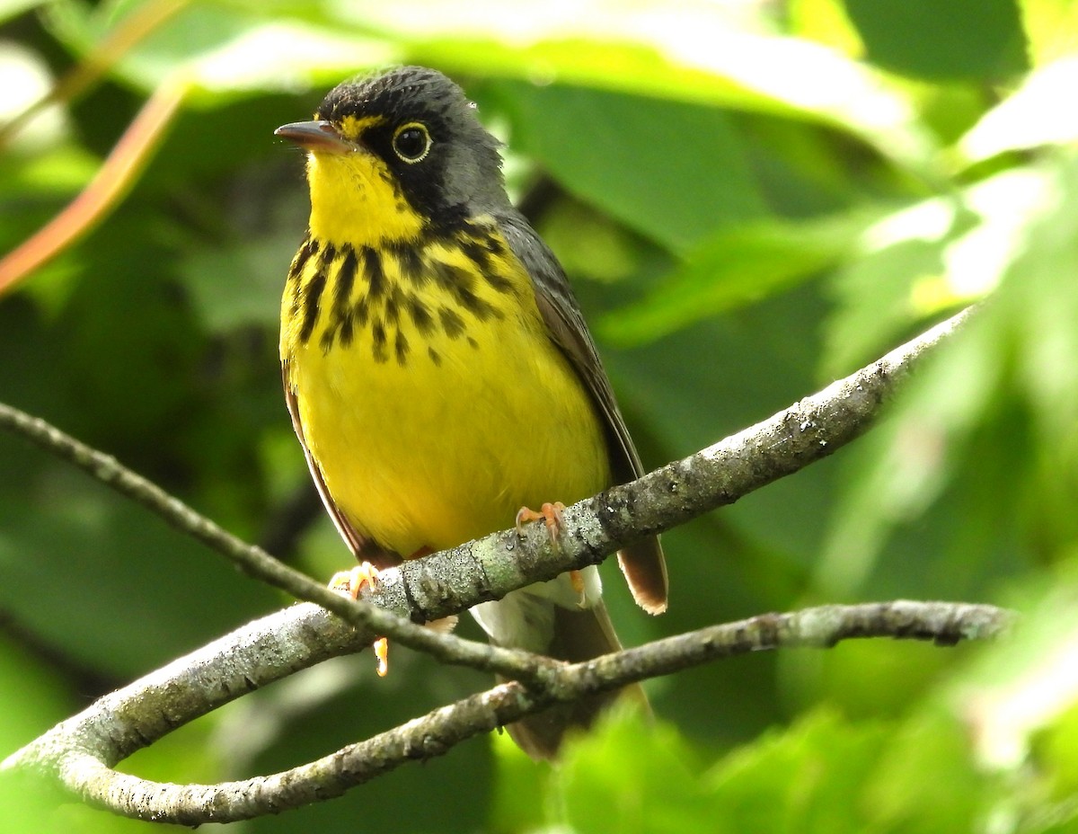 Canada Warbler - ML620425438