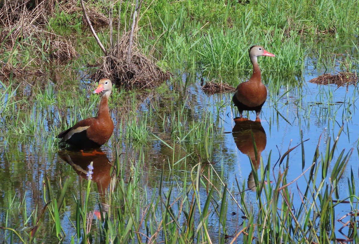 Black-bellied Whistling-Duck - ML620425441