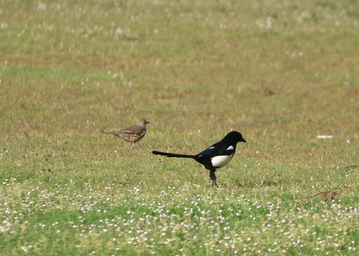 Eurasian Magpie - ML620425447