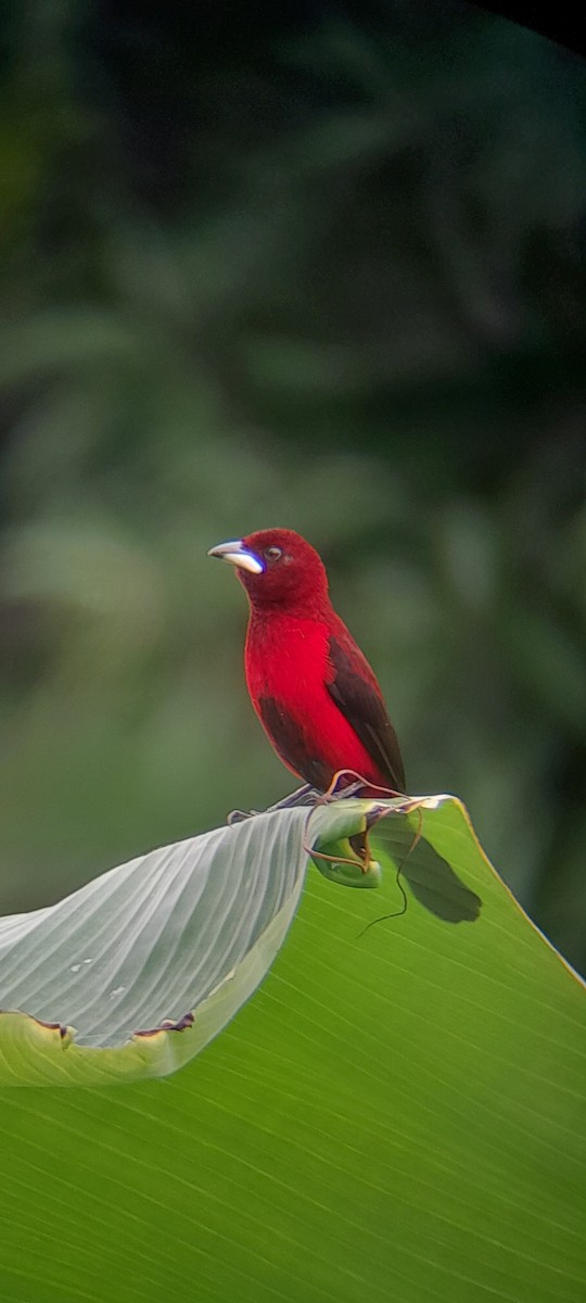 Crimson-backed Tanager - ML620425450