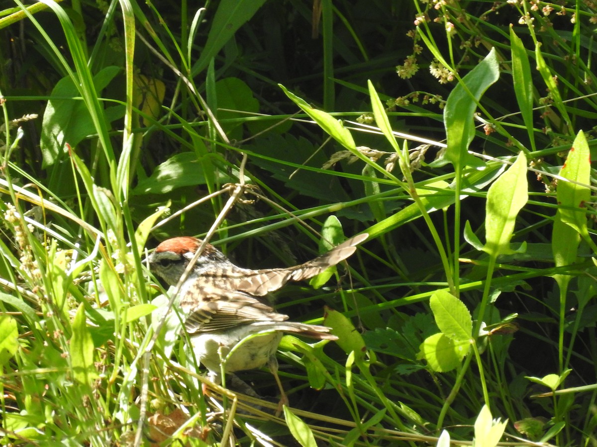 Chipping Sparrow - ML620425451