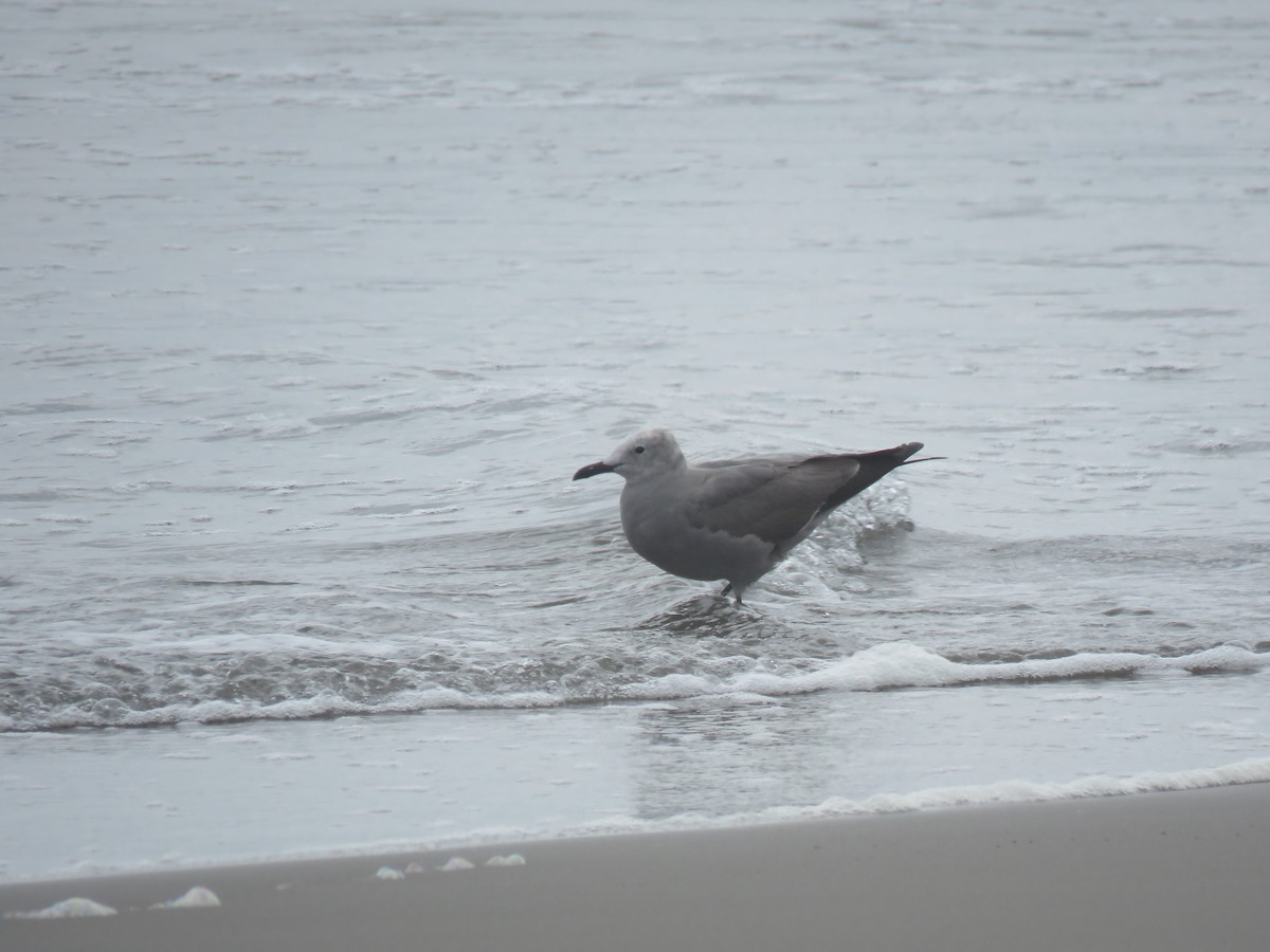 Gray Gull - ML620425453