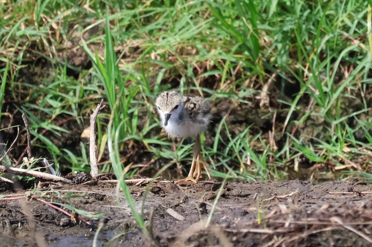 Black-necked Stilt - ML620425454