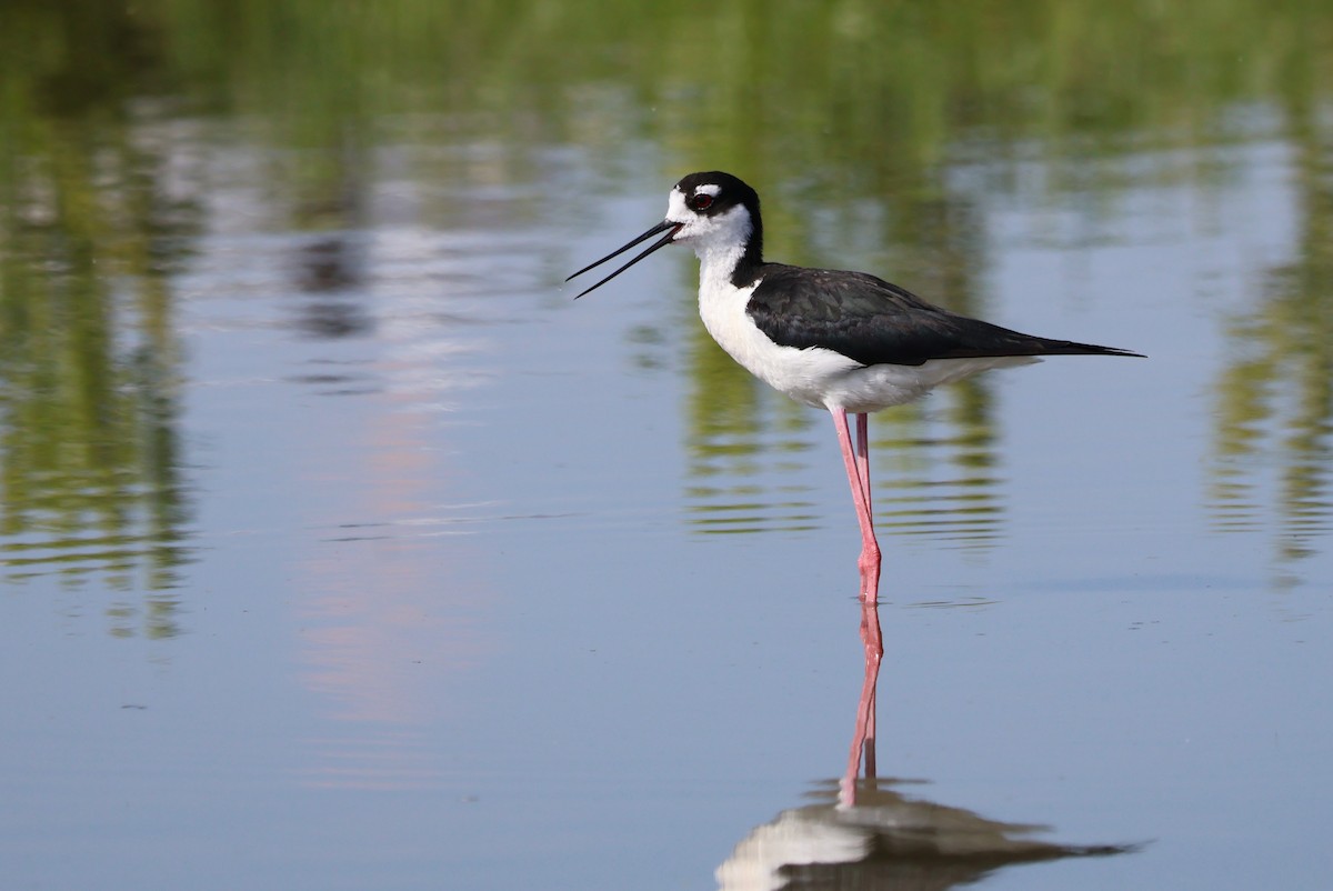 Black-necked Stilt - ML620425455