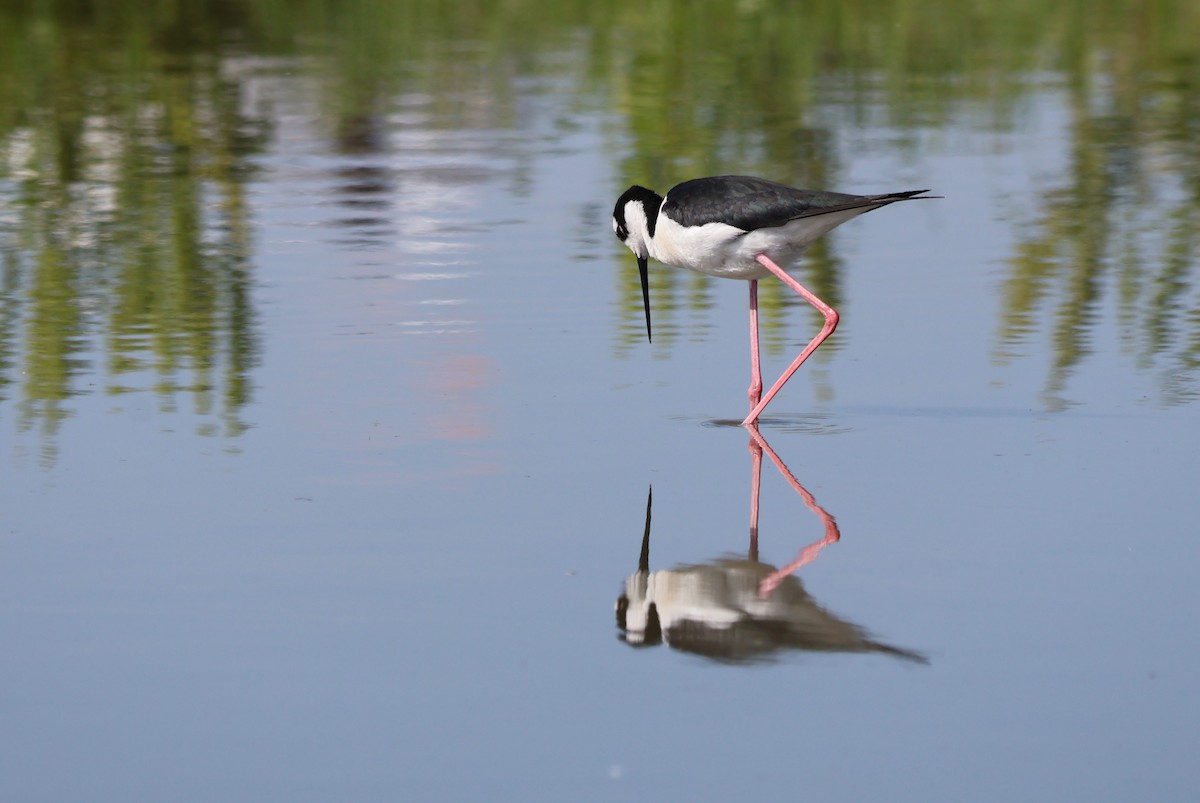 Black-necked Stilt - ML620425456