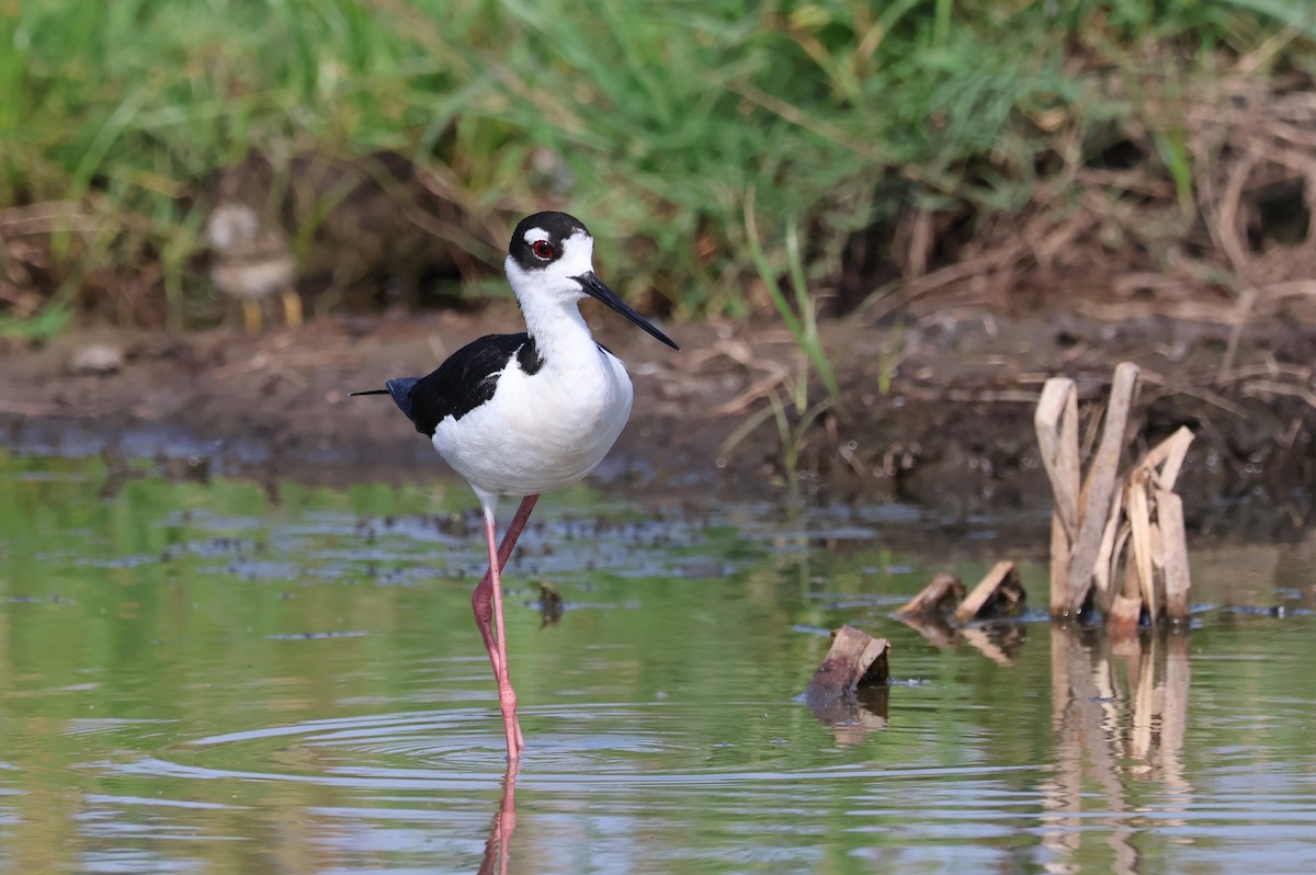 Black-necked Stilt - ML620425457