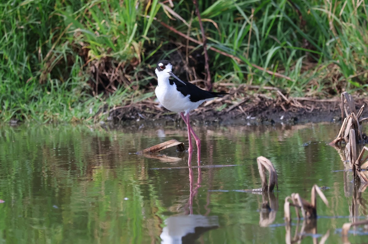 Black-necked Stilt - ML620425458